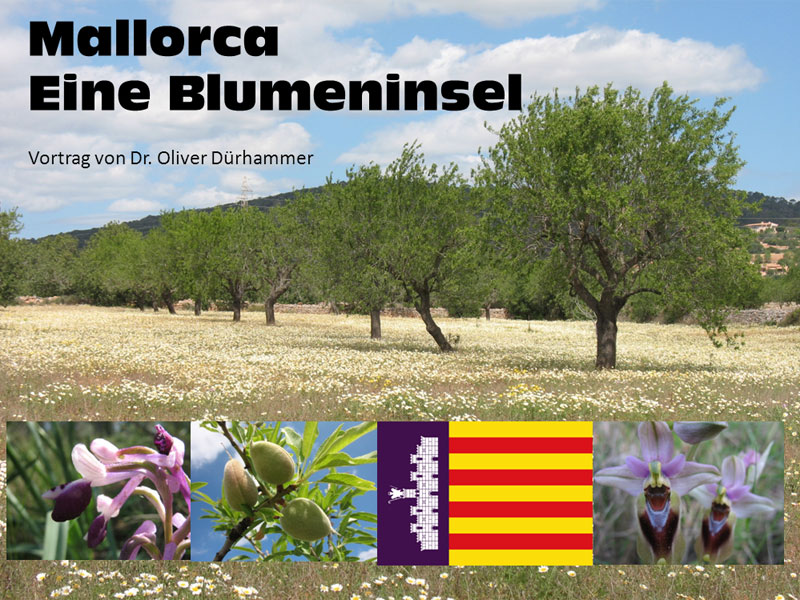 Mallorca eine Blumeninsel
